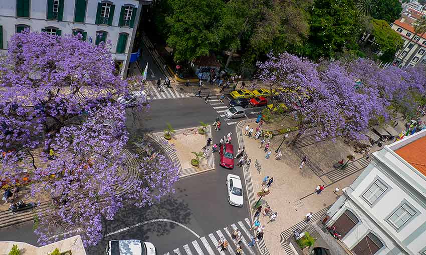 Avenida Arriaga - Funchal